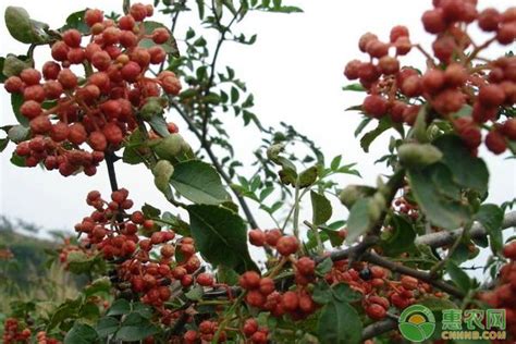 花椒树|花椒树怎么繁殖的？花椒树的栽培方法